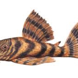 Pleco L397