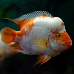 Red Devil CIchlid