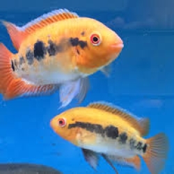 Rainbow Cichlid