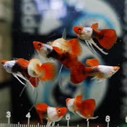 Koi Tuxedo Ribbon Guppy
