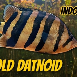 INDO TIGER