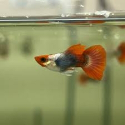 Koi red tail platinum big ear short body-GUPPY