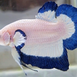 Fighter Blue Rim