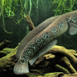 CHANNA ASIATICA WHITE SPOT
