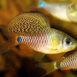 DRAPED FIN BARB