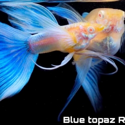Blue Grass Ribbon Guppy