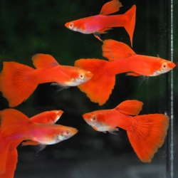 Full Red Albino Guppy-Local