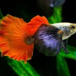 Redtail Platinum Guppy (RTP)-Local