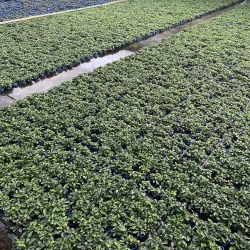 Plants-China