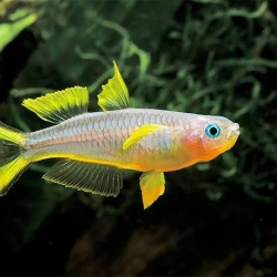 Forktail Rainbow Tetra-25032026
