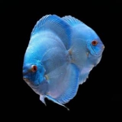 Blue Dimond Discus-3 Inch -AA