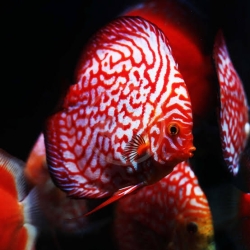 Red Checkerboard Discus-3 inch-AA