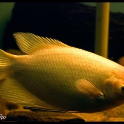 GOLDEN GIANT GOURAMI