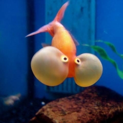 Bubble Eye Gold Fish