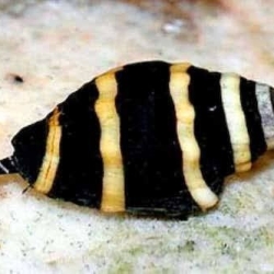 Bumble bee Snail
