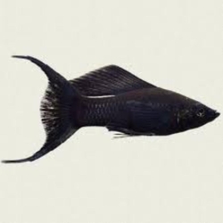 Black Moontail Molly