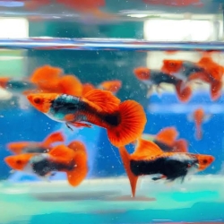 Koi Tuxedo Guppy-Local