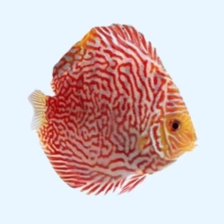 RED SPIDER DISCUS-3Inch