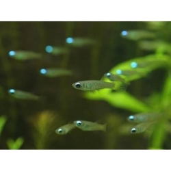 LAMP EYES TETRA