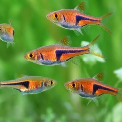 RASBORA ESPEI