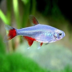 GLASS BLOOD FIN TETRA