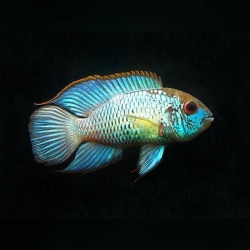 Blue Acara Cichlid