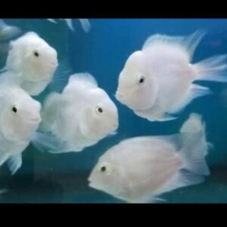 Albino Polar parrot