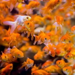 Goldfish 2 inch