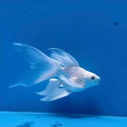 Short body butterfly Koi
