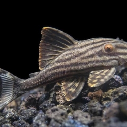 Pleco L190