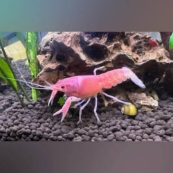 Pink Lobster