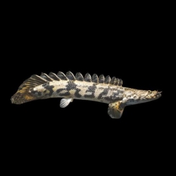 POLYPTERUS ENDLICHERY