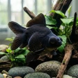 Black Moor Goldfish
