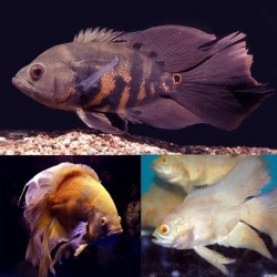 Longfin Oscar-3 Inch